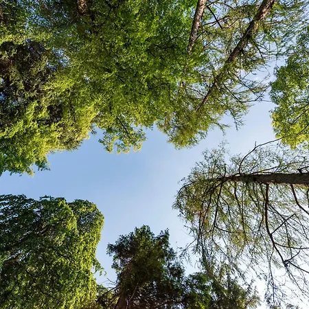 Jolanda, A Garamonds